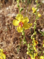 Verbascum sinuatum