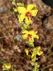 Verbascum sinuatum