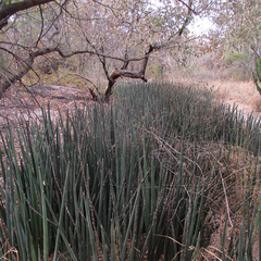 Sansevieria pearsonii