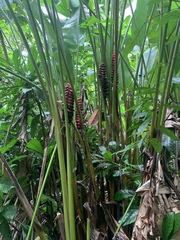 Heliconia imbricata