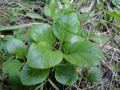 Pyrola rotundifolia