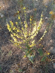 Verbascum sinuatum