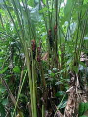 Heliconia imbricata