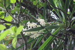 Yucca lacandonica