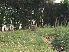 Sylvilagus floridanus