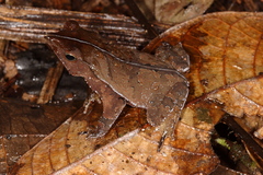 Rhinella margaritifera