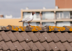 Chroicocephalus ridibundus