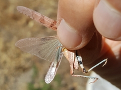Trimerotropis occidentalis