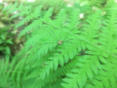 Leiobunum nigropalpi