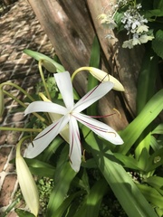 Crinum