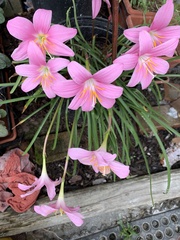 Zephyranthes carinata