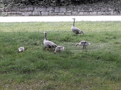 Anser indicus