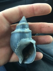 Buccinanops cochlidium