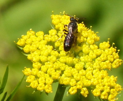 Hylaeus basalis
