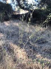 Chlorogalum pomeridianum