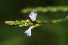 Verbena brasiliensis