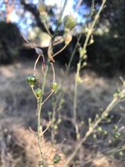 Chlorogalum pomeridianum