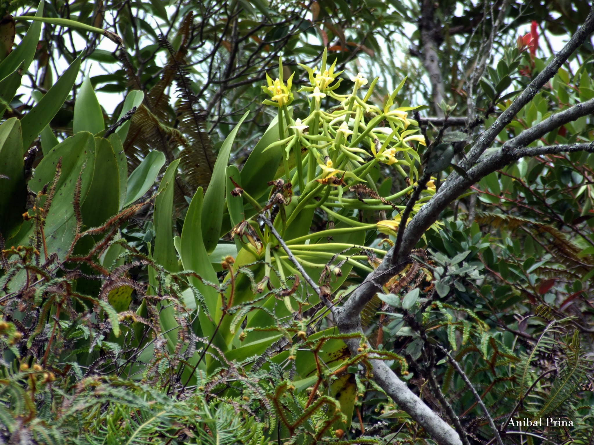 Epidendrum lacustre image
