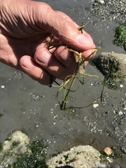 Zostera japonica