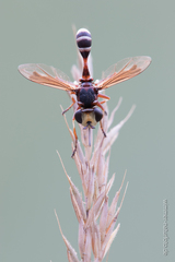 Physocephala vittata