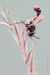 Physocephala vittata