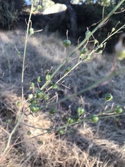 Chlorogalum pomeridianum