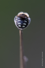 Anthidium punctatum