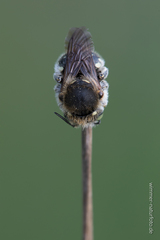 Anthidium punctatum
