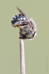 Anthidium punctatum