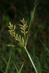 Cyperus