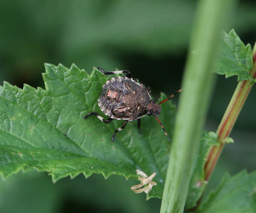 Spiny Shield Bug