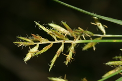 Cyperus
