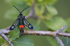 Synanthedon stomoxiformis