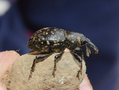 Liparus glabrirostris