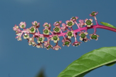 Phytolacca americana