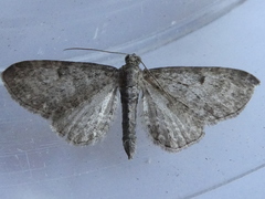 Eupithecia intricata