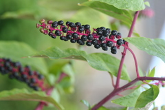 Phytolacca americana