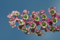 Phytolacca americana