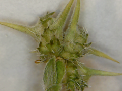 Tribulus terrestris