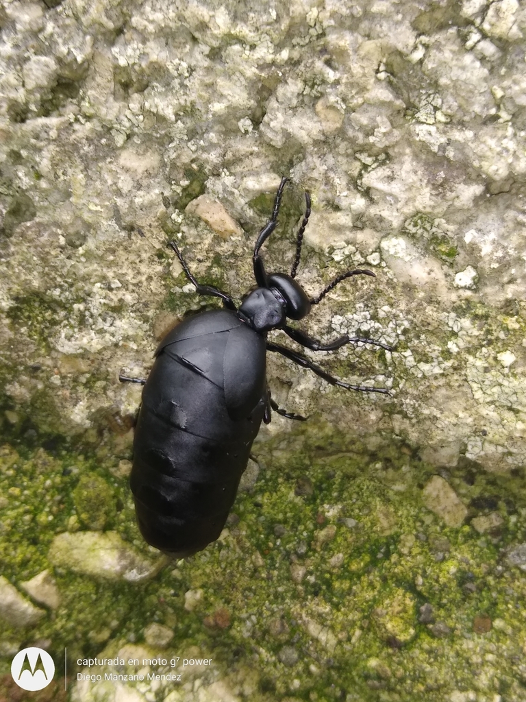 Meloe gracilicornis
