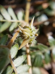 Tribulus terrestris