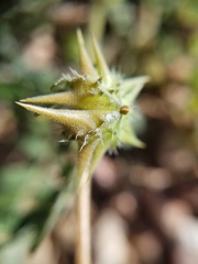Tribulus terrestris