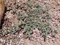 Tribulus terrestris
