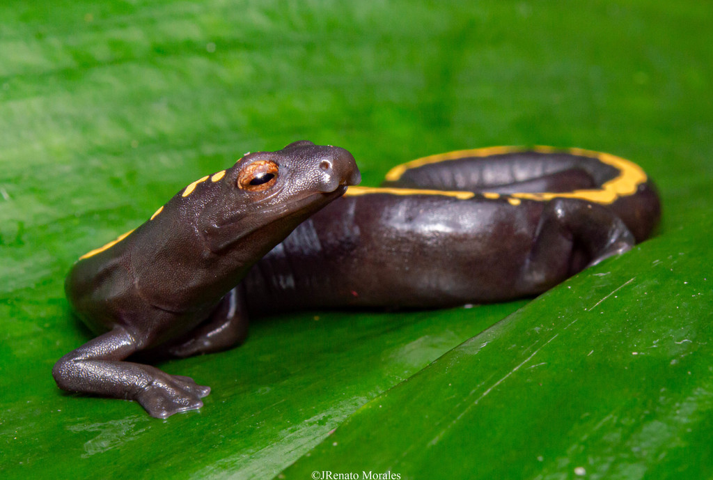 Müller's Mushroomtongue Salamander