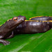 Müller's Mushroomtongue Salamander - Photo (c) Renato Morales, some rights reserved (CC BY-NC), uploaded by Renato Morales
