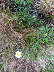 Erigeron hyssopifolius