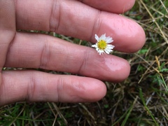 Erigeron hyssopifolius