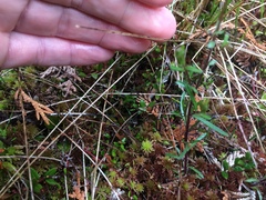 Erigeron hyssopifolius