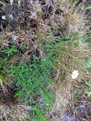 Erigeron hyssopifolius