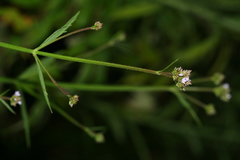 Verbena brasiliensis